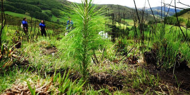 Reforestan 10 hectáreas en el caserío Cruce Pampa Verde en Cajamarca Perú