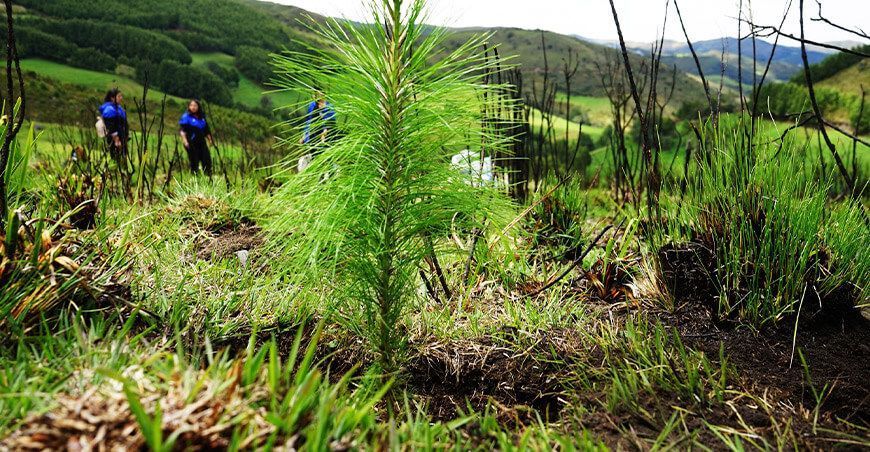 Reforestan 10 hectáreas en el caserío Cruce Pampa Verde en Cajamarca Perú
