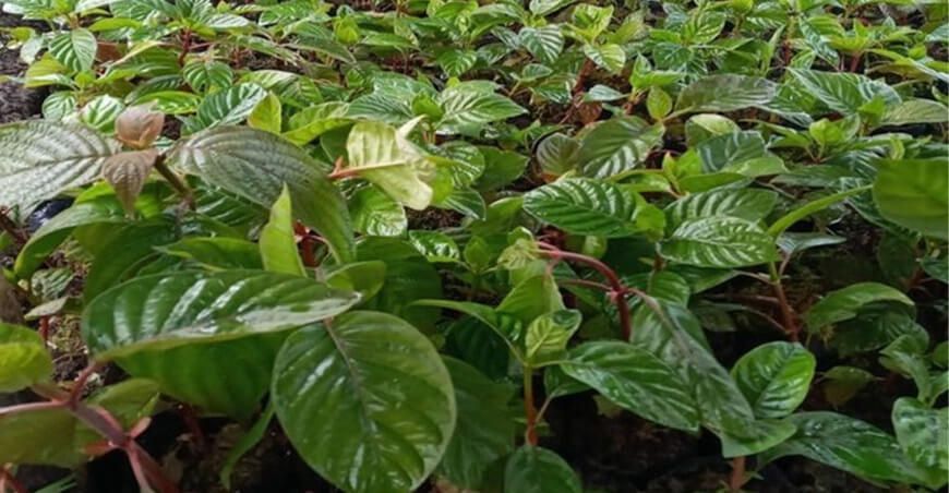 Agro Rural instalará 30,000 plantones forestales en Piura