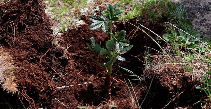 Instalan plantones de queñuales en la Reserva Paisajística Nor Yauyos Cochas