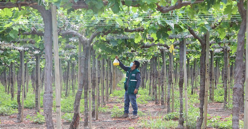 el Senasa tiene implementado un moderno sistema de vigilancia fitosanitaria, conformado por 8348 trampas oficiales mosca de la fruta