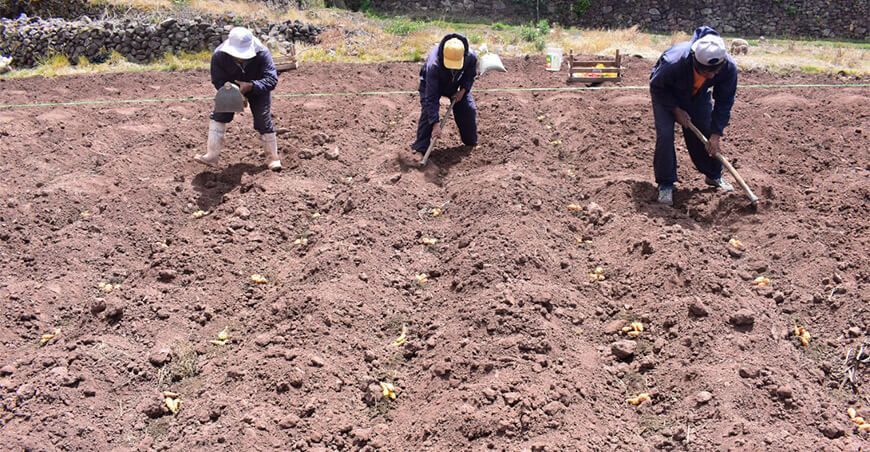 Instalan accesiones de olluco y mashua en banco de germoplasma en Cusco