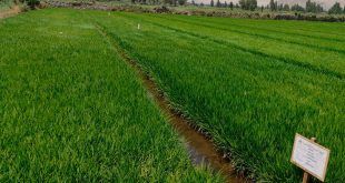 Ponen a prueba adaptación de semillas de arroz en Castilla y Camaná en Arequipa Perú
