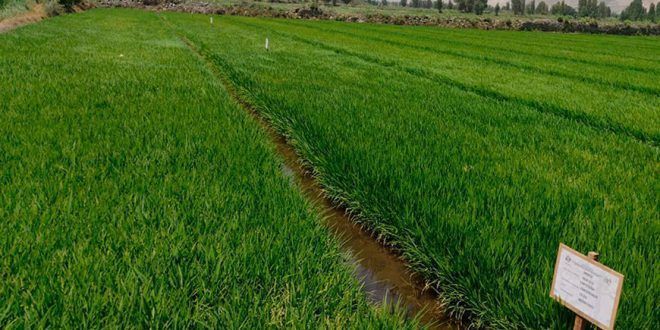 Ponen a prueba adaptación de semillas de arroz en Castilla y Camaná en Arequipa Perú