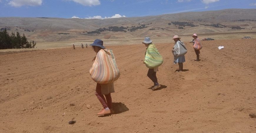 Instalan parcela demostrativa avena forrajera Junín INIA