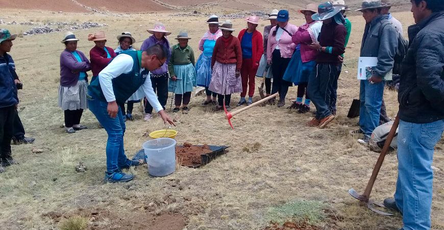 instalan parcela demostrativa avena forrajera INIA Junín