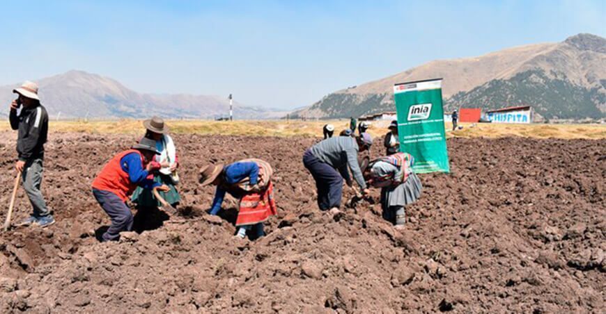 Instalan parcela demostrativa de papa nativa INIA327 Puka Cancha en Ayacucho