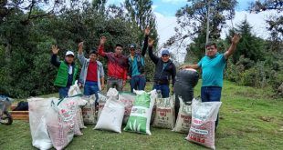 Instalan 16 hectáreas de pastos cultivados en Santa Cruz Cajamarca Perú