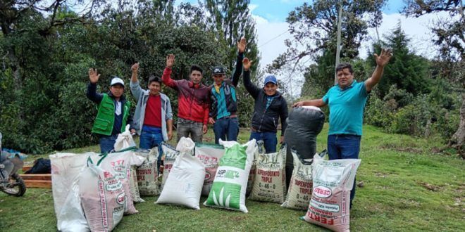 Instalan 16 hectáreas de pastos cultivados en Santa Cruz Cajamarca Perú