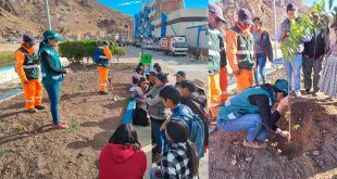 La Instalación de pinos Impulsa la agroforestería en Tubualqui en Arequipa Perú Serfor