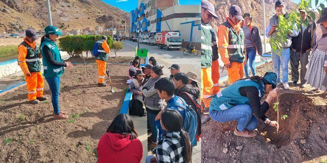 La Instalación de pinos Impulsa la agroforestería en Tubualqui en Arequipa Perú Serfor