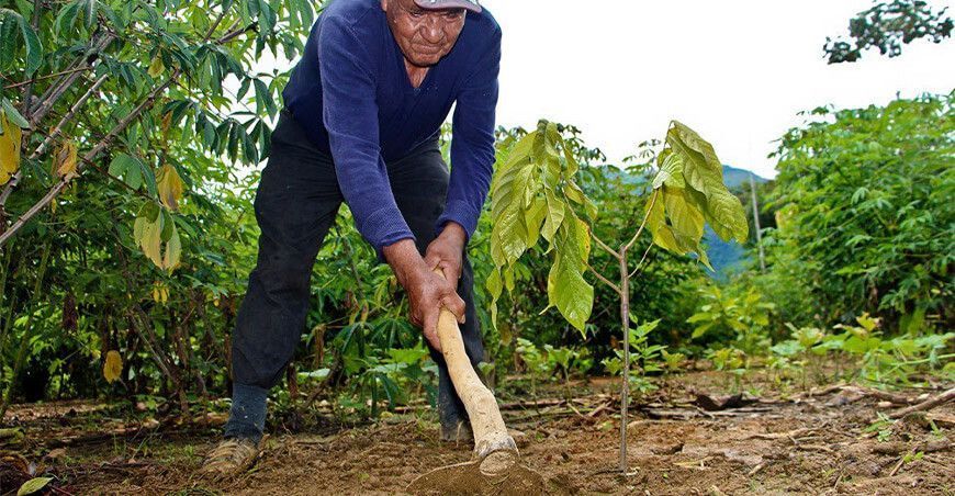 instalan plantones de cacao Ayacucho