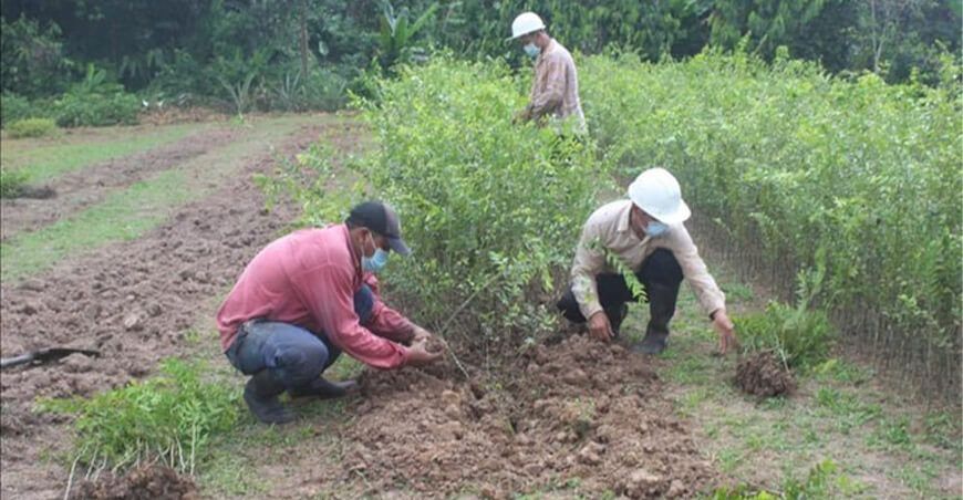 camu camu vitahuayo Perú