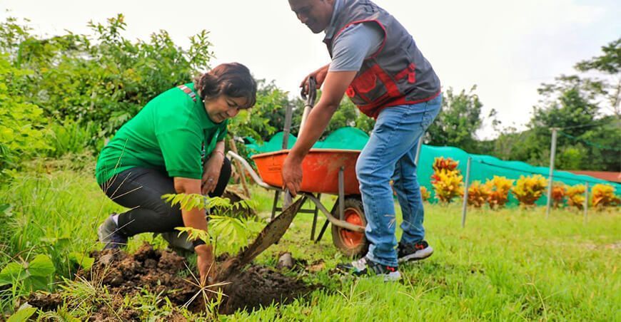 Devida instaló plantones forestales en Llochegua
