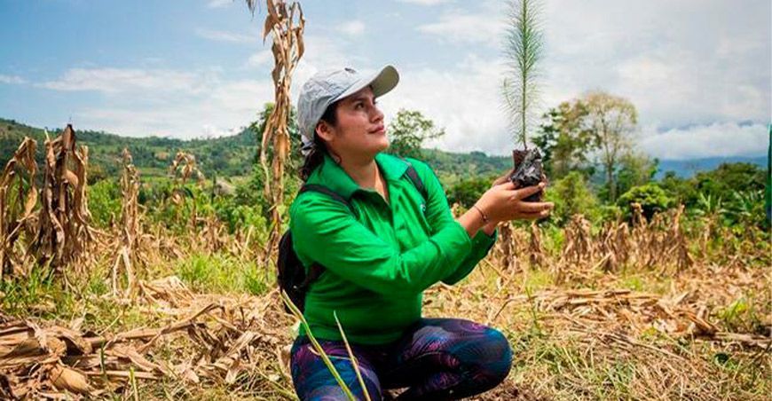 Instalan más de 134 mil plantones forestales en 258 hectáreas en el Vraem
