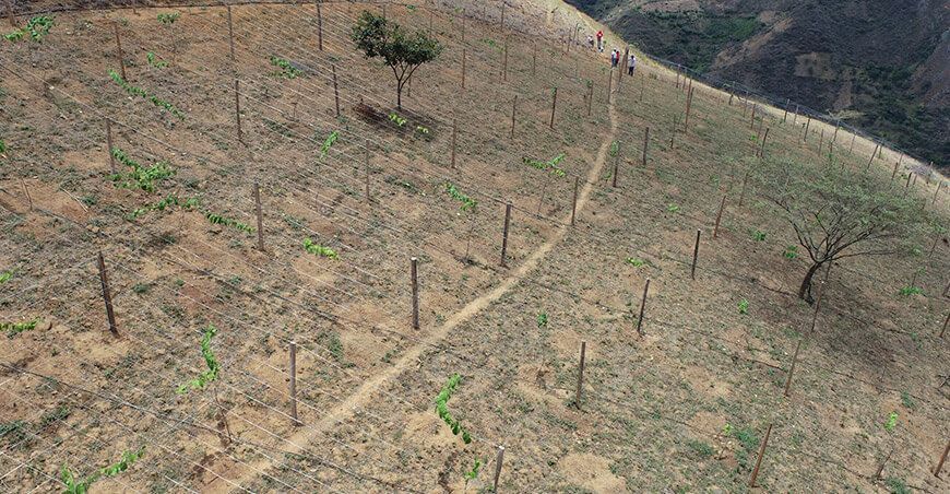 Productores cajamarquinos apuestan por el cultivo de granadilla