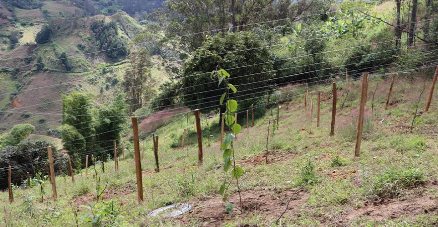 plantaciones de granadilla Perú