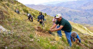 Inicia instalación de un millón de plantones de queñua en Antabamba Apurímac