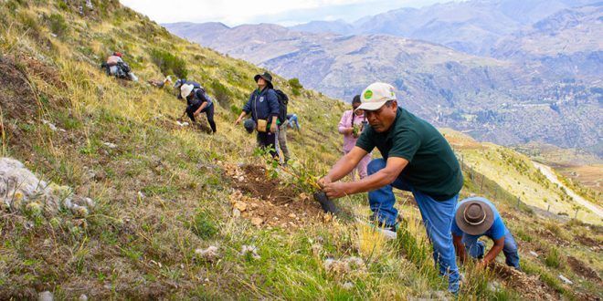 Inicia instalación de un millón de plantones de queñua en Antabamba Apurímac