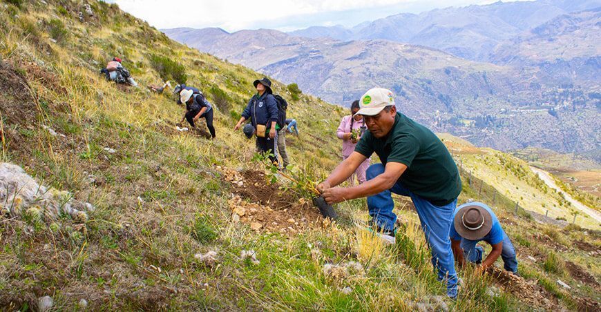 Inicia instalación de un millón de plantones de queñua en Antabamba Apurímac