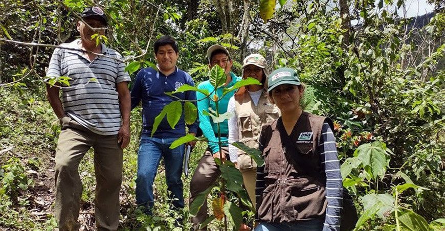 Instalan plantones con calidad genética del árbol de la quina en Cajamarca