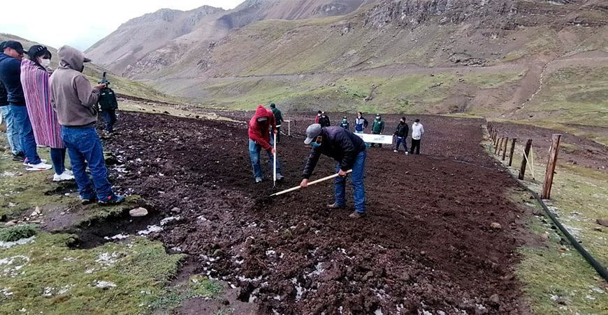 Instalan semillas de pastos cultivados en Lima