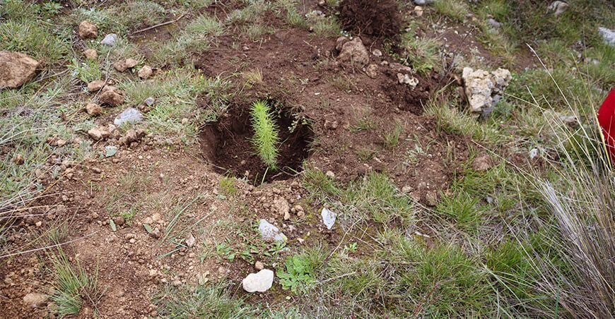 siembran plantones de pino Ayacucho Perú