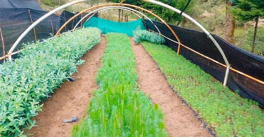 instalarán plantones de pino en Cañaris Lambayeque