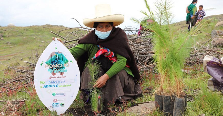 Poncho Verde instalación de plantones forestales Cajamarca