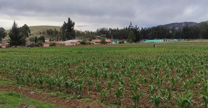 INIA evalúa productividad de hectáreas de trigo y maíz con inteligencia artificial