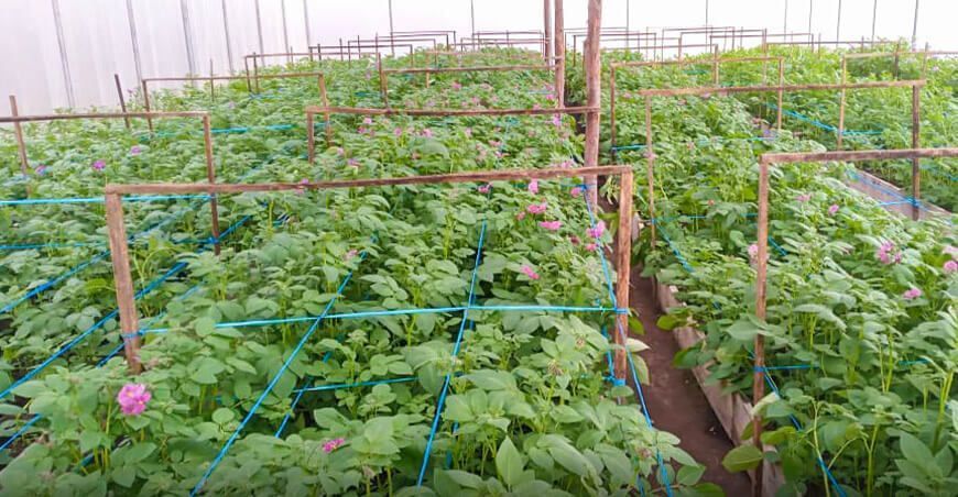 productores de papa logran producción sostenible y rentable