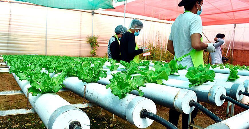 Huancavelica: construirán invernaderos para producir hortalizas y frutas orgánicas