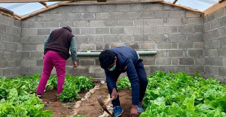 invernaderos producción de hortalizas Cusco Perú