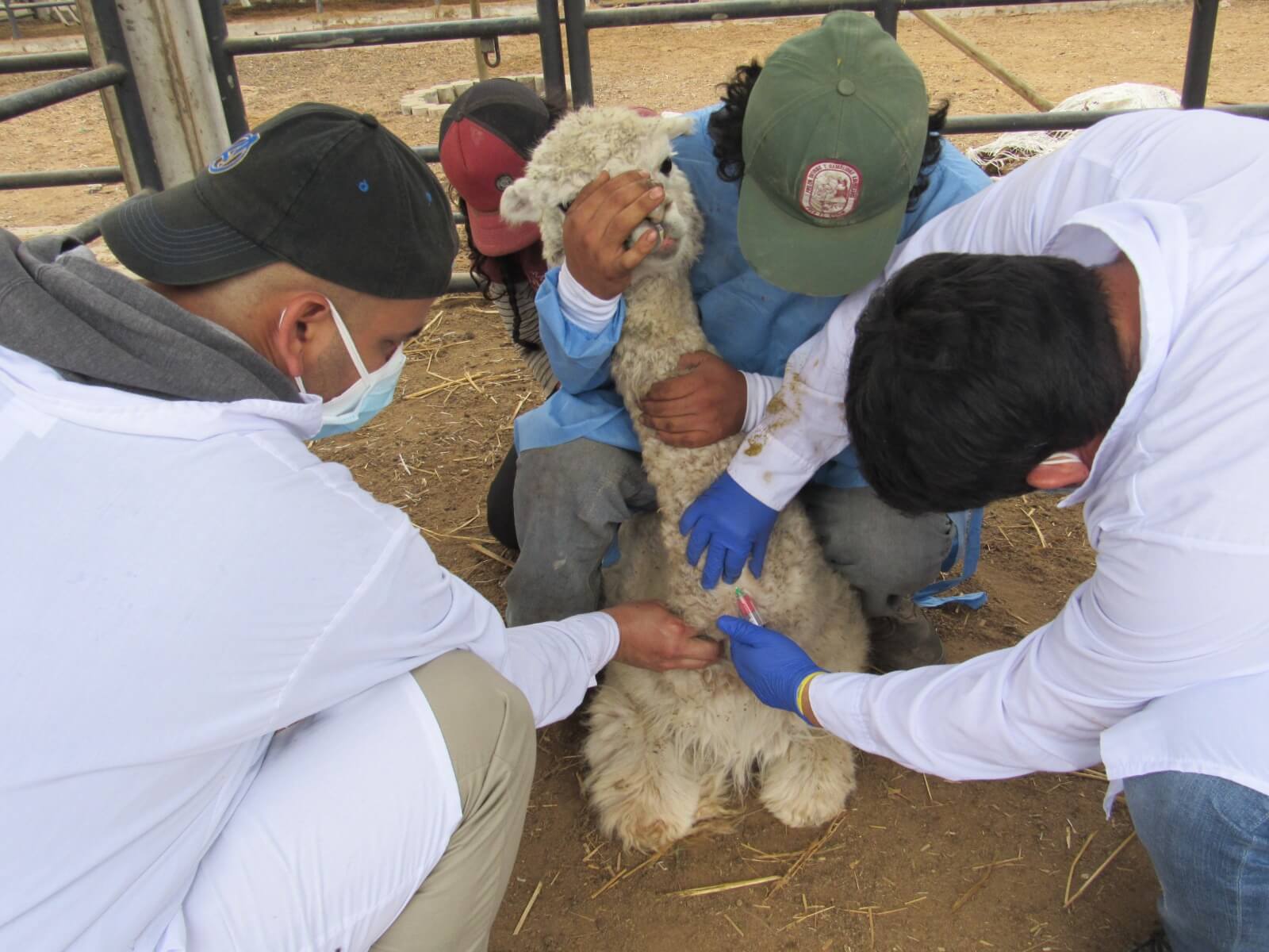 Estudio revela que la placenta de alpacas se adapta a las condiciones extremas para desarrollo fetal