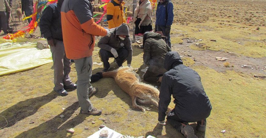 investigación fauna silvestre Perú