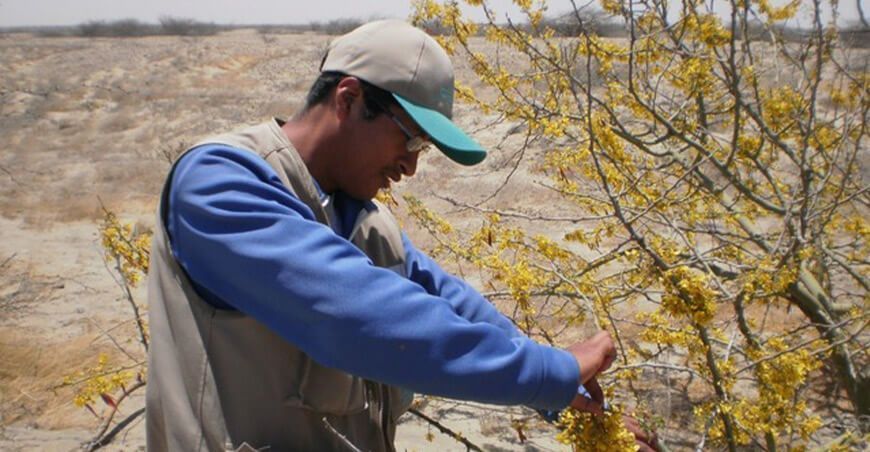Serfor otorgó 66 autorizaciones de investigación científica de flora silvestre