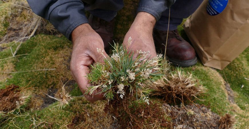 investigación sector forestal Perú