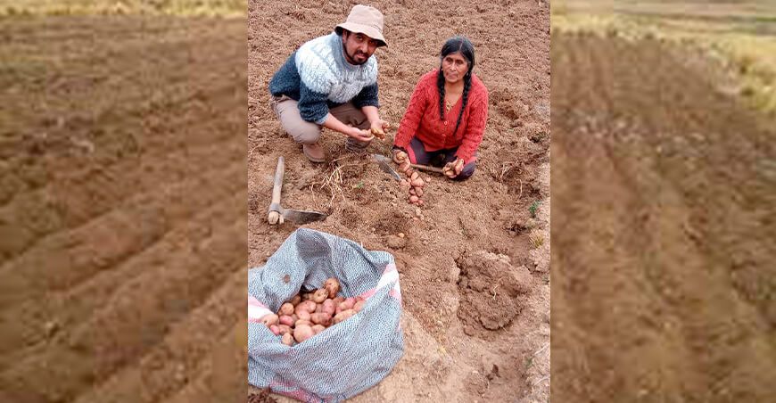Conoce a Irma Rojas, conservacionista de papas nativas en Cusco