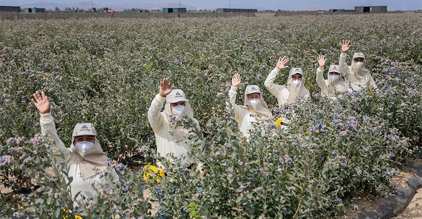 Irrigación Olmos exportación de arándanos Perú