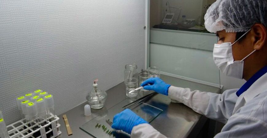 Investigadores buscan recuperar la siembra de naranja agria