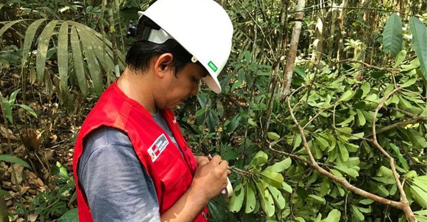 ITP sector forestal