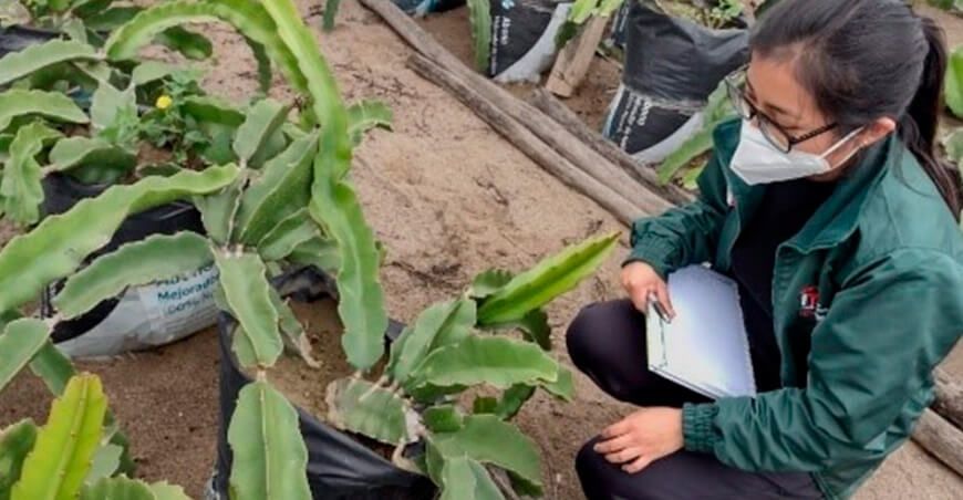 Buscan elevar el rendimiento y la productividad de Pitahaya en Barranca