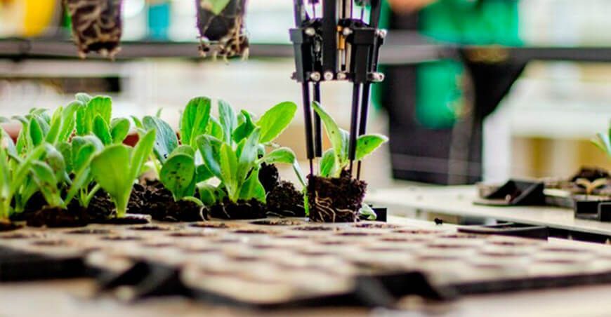 Crean sistema robótico para el control de calidad de plantines en viveros