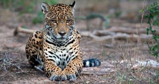 jaguares en peligro por la minería ilegal, la caza furtiva y la deforestación Madre de Dios Perú
