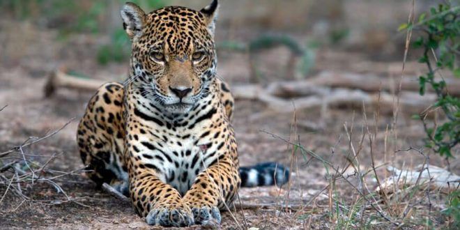 jaguares en peligro por la minería ilegal, la caza furtiva y la deforestación Madre de Dios Perú