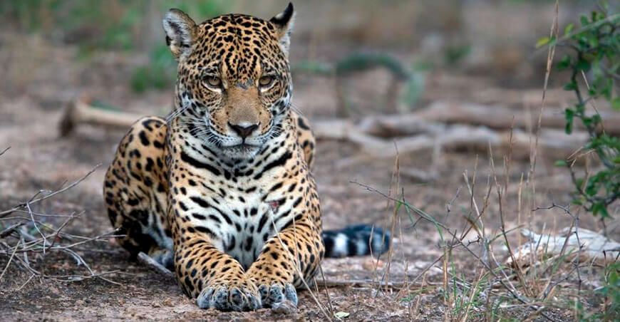 jaguares en peligro por la minería ilegal, la caza furtiva y la deforestación Madre de Dios Perú