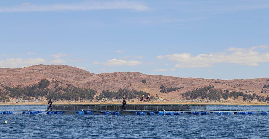 jaulas flotantes crianza de truchas Acora Puno