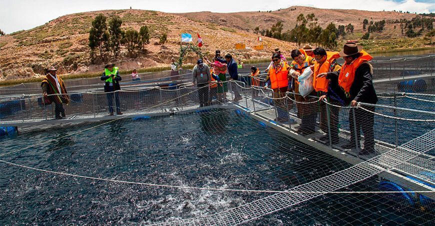 crianza de truchas en jaulas flotantes Puno