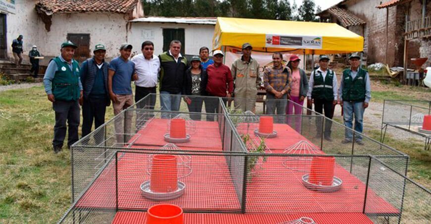 implementan jaulas modulares para mejoramiento genético de cuyes en Cusco INIA
