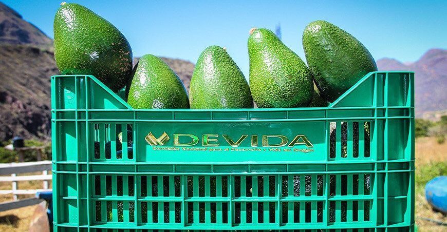 producción de palta